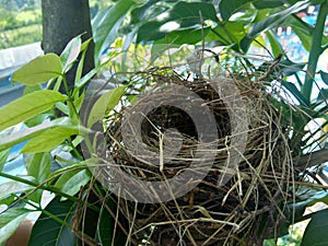 Estrildid finches nest on the branch with leaves background