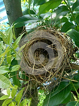 Estrildid finches nest on the branch with leaves background photo