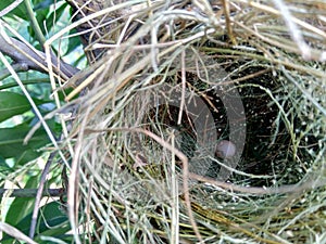 Estrildid finches nest and the egg on the branch with leaves background