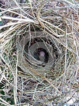 Estrildid finches nest and the egg on the branch with leaves background