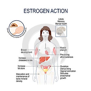 Estrogen action. Woman silhouette with highlighted internal organs
