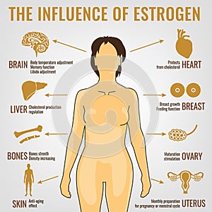 Estrogen Effects Image