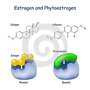 Estrogen and Phytoestrogen. receptor with hormone