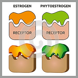 Estrogen and Phytoestrogen Receptors