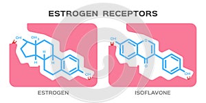 Estrogen and Phytoestrogens of isoflavone receptors