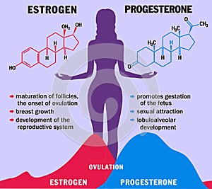 Estrogen and progesterone in balance. Infographics. Female Sex Hormones Molecule Model. Hormone and Menstrual cycle