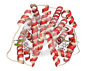 Estrogen receptor (ligand binding domain), bound to bisphenol A (BPA). 3D rendering based on protein data bank entry 3uu7