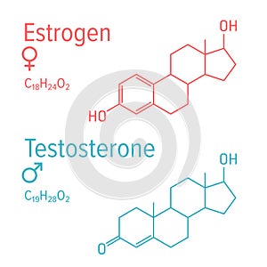 Estrogen and testosteron hormones vector chemical formulas