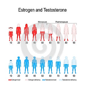 Estrogen and testosterone hormone levels