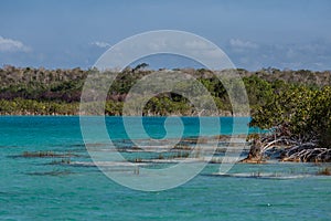 Estromatolitos in the Bacalar lagoon