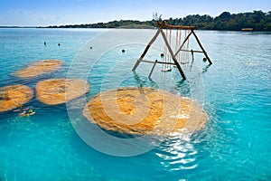 Stromatolites in Bacalar Lagoon of Mexico