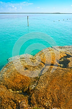 Stromatolites in Bacalar Lagoon of Mexico