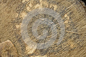 Estructura de nudo natural con textura de olivo photo