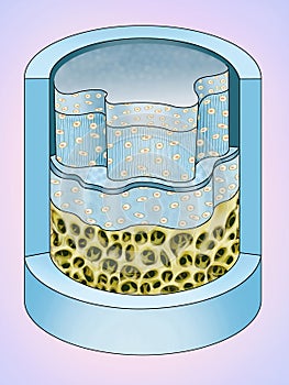 Estructura del cartilago fibroso