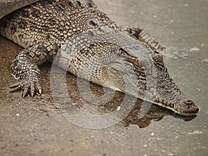 Estuarine Crocodiles at Cairns Crocodile Farm