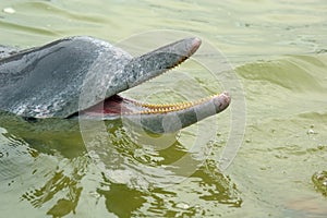 Estuarine Dolphin