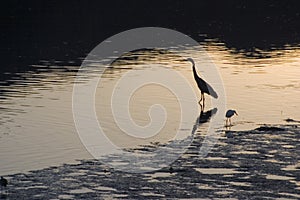 Estuary Birds 2