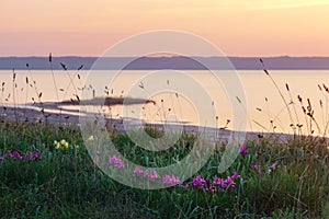 The estuary coast with wild irises.