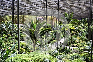 Estufa Fria greenhouse in Lisbon photo