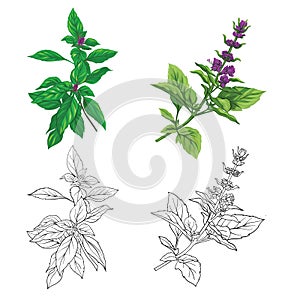 Et of color and outline images of a thai basil.