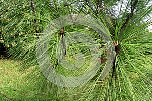 etail of a branch of the straight pine (Pinus pseudostrobus), an ornamental tree used in gardening