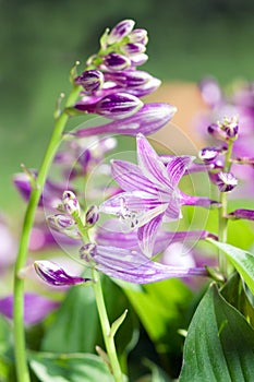 Etail summer flower - Hosta sieboldii