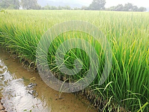 Cultivo de arroz inundado en Colombia photo