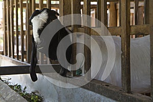 Etawa goat or jamnapari goat in the farm