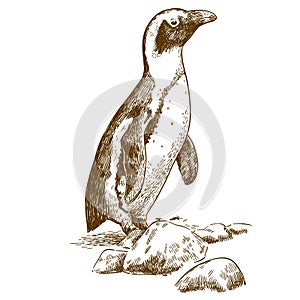 Etching drawing illustration of Humboldt penguin