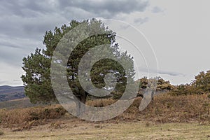 Eternal Beauty: Capturing the Serenity of a Lone Tree in the Picturesque Basque Countryside