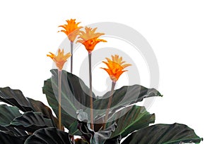 Eternal flame flower (calathea crocata orange)
