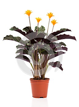 Eternal flame flower (calathea crocata orange)