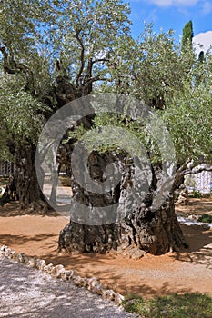 Eternal olive trees