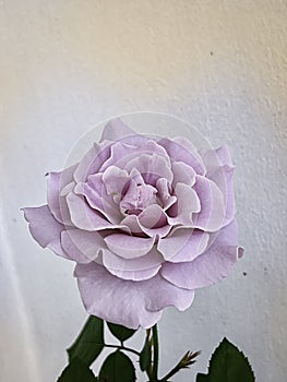 Eternal Rose species,purple lavender color petals,sign of romance love
