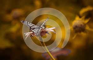 The Eternal Seduction