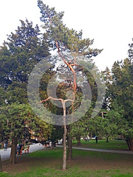 Eternally green tree of unusual shape in the park photo