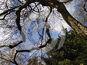 Eternity in trees. White cloud. Blue sky. Still bare branches. It`s spring. The beauty of the sky. The blue of the sky. The tree p