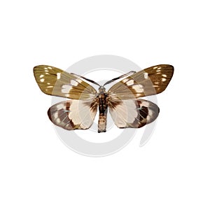 Male hybrid Eterusia aedea sakaguchii moth isolated on white background.