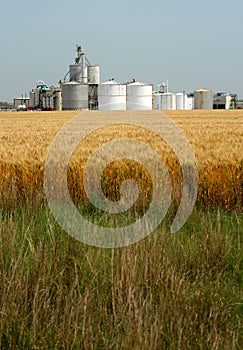 Ethanol Plant