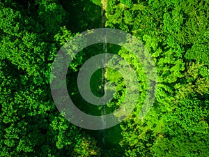 Ethereal Beauty: An Aerial Perspective of a Dense Forest's Lush Canopy