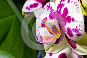 Ethereal Beauty: Macro Capture of a White Orchid with Dark Pink Spots