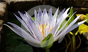 Ethereal Blue Dauben water lily bloom in profile in early morning sun