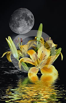 Ethereal concept of a lily emerging from water into a reflection of a background moon