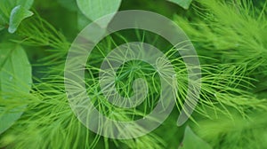 The Ethereal Coontail