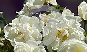 Ethereal Elegance: A Symphony in White - Mesmerizing Beauty of a Bunch of White Flowers