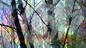 Ethereal Forest Lights: Mysterious Holographic Treescape photo