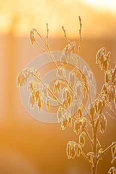 Ethereal Frost on Branches at Golden Hour