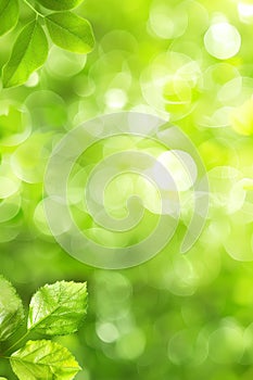 Ethereal green bokeh lights creating a captivating and artistically blurred background photo