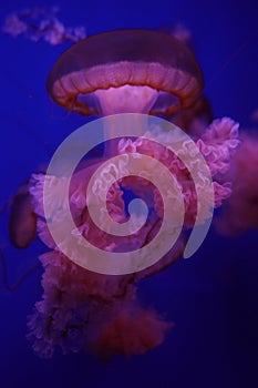 Ethereal jellyfish with neon glow photo