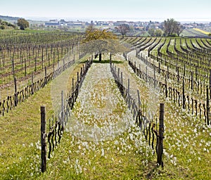 Ethereal landscape in spring